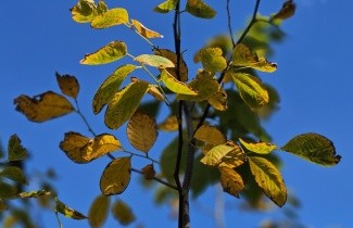 Afbeelding Geelhout - Cladastris kentuckea