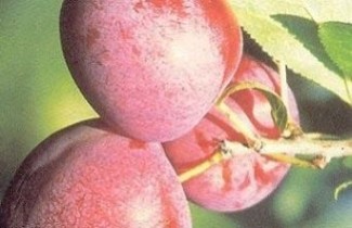 Afbeelding Pruim "Excalibur" - Prunus domestica 'Excalibur'