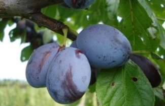 Afbeelding Pruim "Italiaanse Kwets" - Prunus domestica 'Italiaanse Kwets'