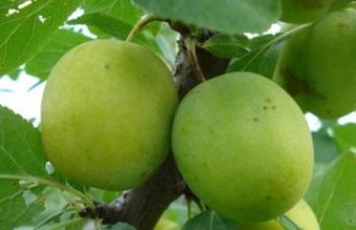Afbeelding Pruim "Ontario" - Prunus domestica 'Ontario'
