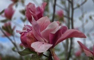 Afbeelding Magnolia 'Daybreak' - Magnolia 'Daybreak'