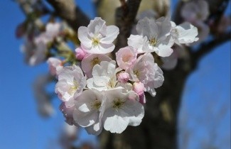 Afbeelding Japanse sierkers 'Sunset Boulevard' - Prunus serrulata 'Sunset Boulevard'