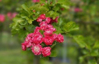 Afbeelding Rode meidoorn - Crataegus x media 'Paul's Scarlet'