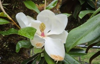 Afbeelding Magnolia 'Galissonnière', halfstam - Magnolia grandiflora 'Galissonnière'
