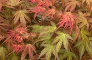 Afbeelding Japanse Esdoorn 'Wilson's Pink Dwarf' - Acer palmatum 'Wilson's Pink Dwarf'