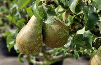 Afbeelding Handpeer 'Conference' - Pyrus communis 'Conference'