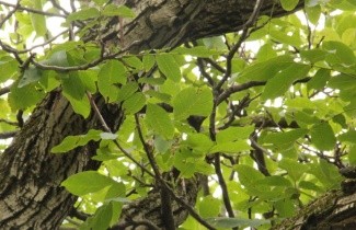 Afbeelding Walnoot 'Menen' - Juglans regia 'Menen'
