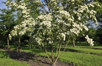 Afbeelding Japanse kornoelje - Cornus kousa
