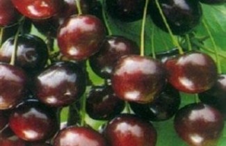 Afbeelding Kers "Summit" - Prunus avium 'Summit'