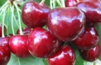 Afbeelding Kers "Sylvia" - Prunus avium 'Sylvia'