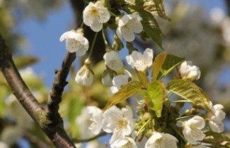 Afbeelding Kers "Udense Spaanse" - Prunus avium 'Udense Spaanse'