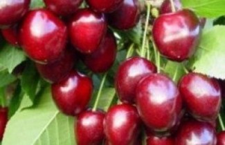 Afbeelding Kers "Venus" - Prunus avium 'Venus'