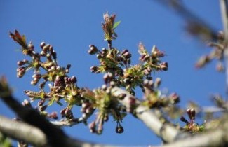Afbeelding Kers "Wijnkers" - Prunus avium 'Wijnkers'