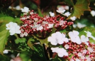 Afbeelding Sneeuwbal 'Onondaga' - Viburnum sargentii 'Onondaga'