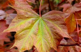 Afbeelding Esdoorn 'Ample Surprise' - Acer 'Ample Surprise'