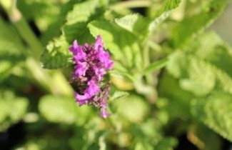 Afbeelding Andoorn - Stachys monnieri 'Hummelo'
