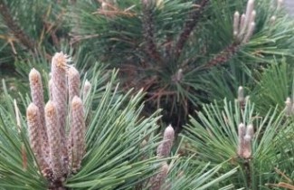 Afbeelding Japanse zwarte den 'Maijima' - Pinus thunbergii 'Maijima'