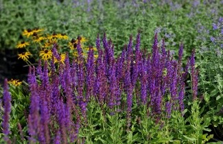 Afbeelding Salie - Salvia nemorosa 'Ostfriesland'