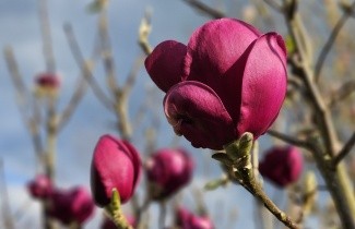 Afbeelding Magnolia 'Black Tulip' - Magnolia 'Black Tulip'