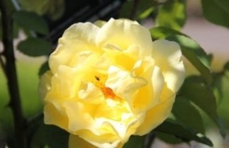 Afbeelding Klimroos 'Golden Gate' - Rosa 'Golden Gate'