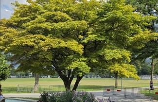 Afbeelding Japanse Esdoorn - Acer palmatum