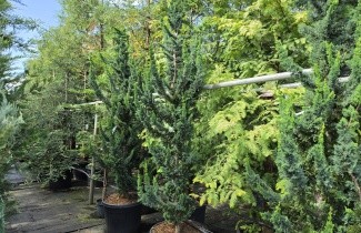 Afbeelding Schijncipres 'Wissel's Saguaro' - Chamaecyparis l. 'Wissel's Saguaro'