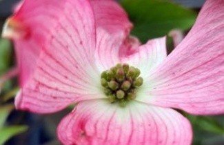 Afbeelding Amerikaanse Kornoelje - Cornus florida rubra