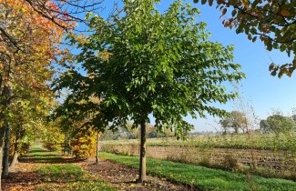 Afbeelding Witte Moerbei - Morus alba 'Macrophylla'