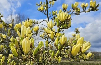 Afbeelding Magnolia 'Goldstar' - Magnolia 'Goldstar'