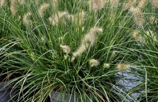 Afbeelding Lampenpoetsersgras 'Little Bunny' - Pennisetum alopecuroides 'Little Bunny'