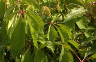 Afbeelding Wilde wingerd 'Engelmanni' - Parthenocissus quinquefolia 'Engelmanni'