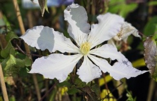 Afbeelding Bosrank 'Gladys Picard' - Clematis 'Gladys Picard'