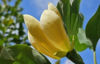 Afbeelding Magnolia 'Yellow Bird' - Magnolia 'Yellow Bird'