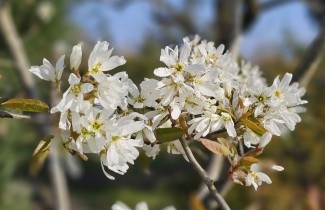 Afbeelding Krentenboompje 'Ballerina' - Amelanchier laevis 'Ballerina'