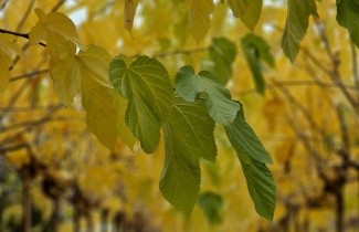 Afbeelding Witte Moerbei, - Morus alba 'Fruitless'