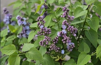 Afbeelding Sering 'Michel Buchner' - Syringa vulgaris 'Michel Buchner'