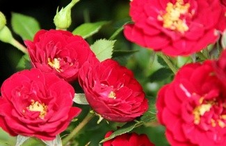Afbeelding Trosroos 'Rote the Fairy' - Rosa 'Rote the Fairy'