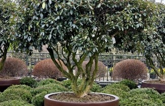 Afbeelding Rododendron - Rhododendron 'Cunningham's White'