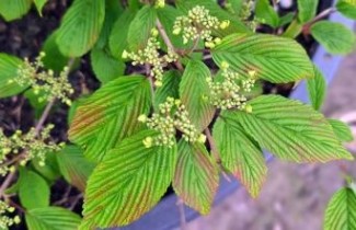 Afbeelding Japanse Sneeuwbal 'Tomentosum' - Viburnum plicatum tomentosum