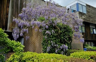 Afbeelding Blauwe Regen 'Prolific' - Wisteria sinensis 'Prolific'