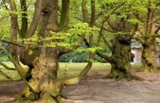 Afbeelding Groene beuk als klimboom - Fagus sylvatica