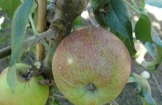 Afbeelding Appel 'Gronsvelder Klumpke' - Malus domestica 'Gronsvelder Klumpke'
