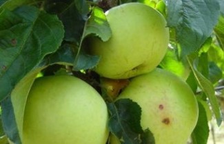 Afbeelding Appel 'Hermien van Eibergen' - Malus domestica 'Hermien van Eibergen'