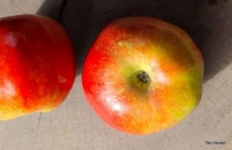 Afbeelding Appel 'Idared' - Malus domestica 'Idared'