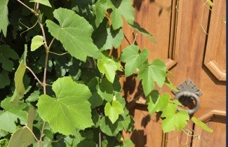 Afbeelding Blauwe druif 'Regent' - Vitis vinifera 'Regent'