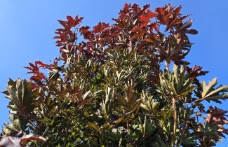 Afbeelding Roodbladige Noorse Esdoorn - Acer plat. 'Crimson King'