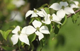 Afbeelding Japanse kornoelje 'China Girl' - Cornus kousa 'China Girl'