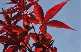 Afbeelding Japanse esdoorn Twombley's Red Sentinel - Acer palmatum 'Twombley's Red Sentinel'