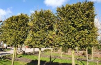 Afbeelding Conifeer 'Brabant' - Thuja occidentalis 'Brabant'
