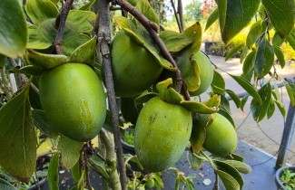 Afbeelding Treurvormige kaki boom - Diospyros kaki 'Pendula'